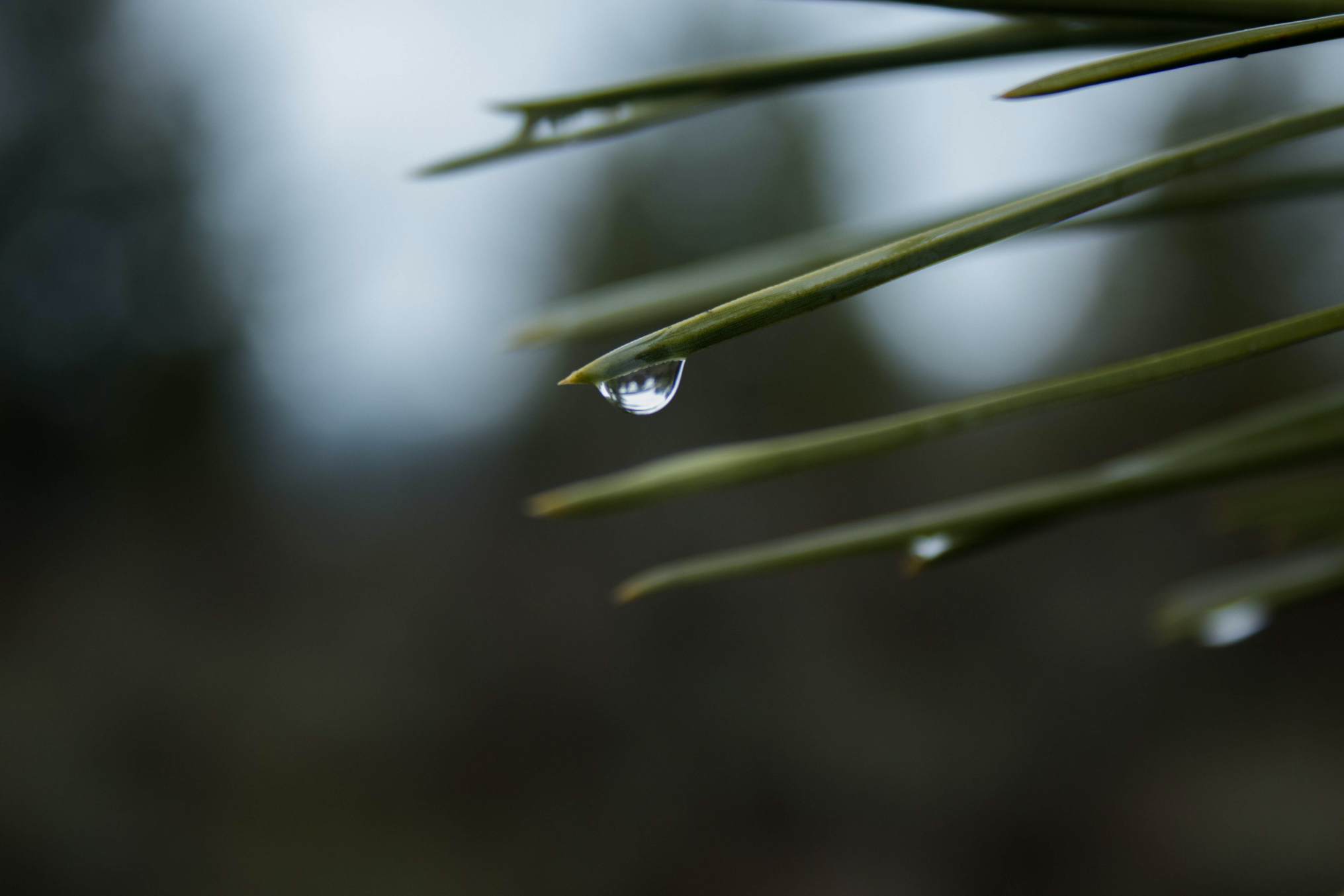 Pine tree needles with water drips